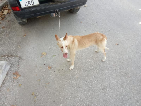 Buenas, un amigo que no puede cazar vende dos podencos, macho y hembra, tres años, cazando y cobrando, 00