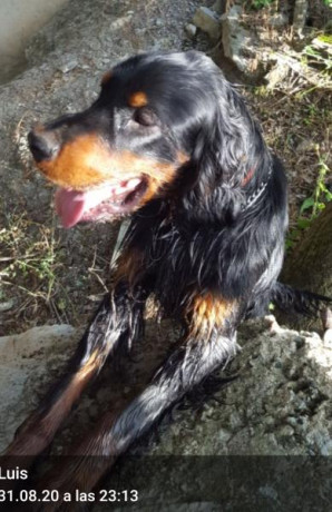 Regalo Setter Gordon.
Macho. Año y medio
La única condición es que vengan a recogerlo y que tenga la certeza 01