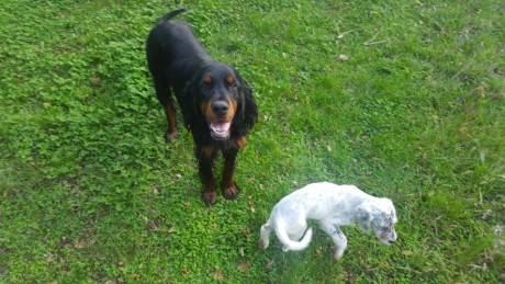 Regalo Setter Gordon.
Macho. Año y medio
La única condición es que vengan a recogerlo y que tenga la certeza 00