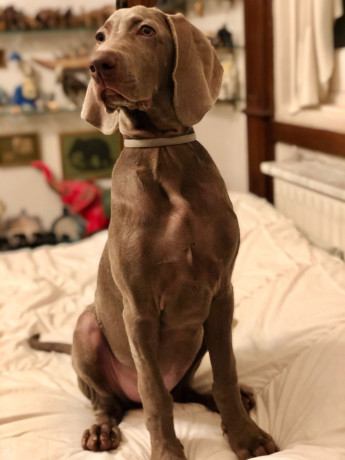 Buenas tardes grupo! 

Les presento a Duque, un macho de 4 meses. Desde que lo tuve pensé que nunca me 22