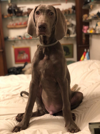 Buenas tardes grupo! 

Les presento a Duque, un macho de 4 meses. Desde que lo tuve pensé que nunca me 21