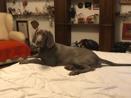 Buenas tardes grupo! 

Les presento a Duque, un macho de 4 meses. Desde que lo tuve pensé que nunca me 20