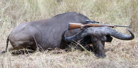 Hola a todos
Tengo un winchester 70 recamarado para el 416 Rem Mag, o sea, un pepino. Lo tengo con unas 160
