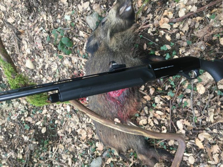 Este domingo en un gancho, voy a llevar la Benelli del 20, cosa que hace muchos años no hacía, tengo disponibles 10