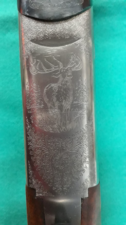 Hola,
Vendo rifle express marca silma , calibre 9,3x74 , en muy buen estado y muy pocos tiros. 1200 euros 00