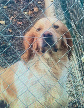 Se vende (un amigo) Setter Inglés blanco naranja. Macho. Muy cazado. Sobre todo codorniz y perdiz. Tres 00