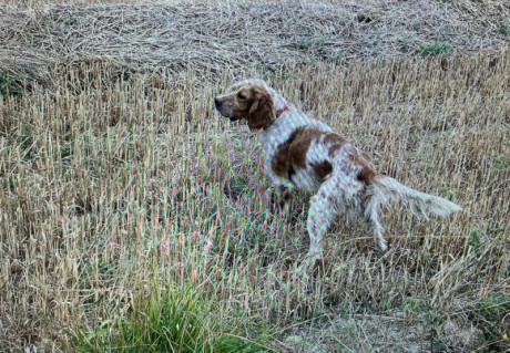 Se vende (un amigo) Setter Inglés blanco naranja. Macho. Muy cazado. Sobre todo codorniz y perdiz. Tres 10