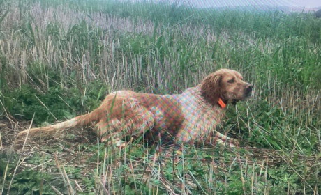 Se vende (un amigo) Setter Inglés blanco naranja. Macho. Muy cazado. Sobre todo codorniz y perdiz. Tres 20