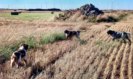 Se vende (un amigo) Setter Inglés blanco naranja. Macho. Muy cazado. Sobre todo codorniz y perdiz. Tres 30