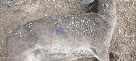 ... y demuestra que es tan válido como cualquier otro.

Con la abundancia actual de cartuchos, algunos 30