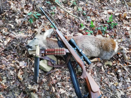 Rifle en excelente estado, solo usado para recechos de corzo, cañon de 60 cms, cerrojo mauser 98, maderas 20