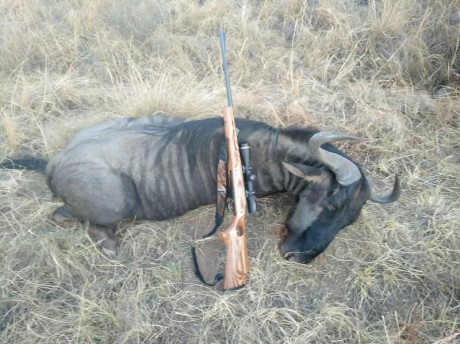 Muy buenas: 
Vendo mi ojito derecho...un rifle que solo me ha dado alegrías y nunca me ha defraudado...ni 10