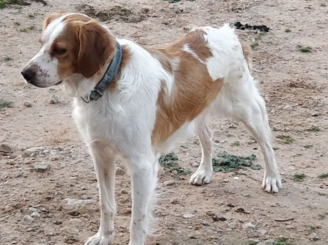 Cedo o cambio perra bretona cruce de setter con tres años, vacunas y cartilla sanitaria todo al dia, iniciada 02