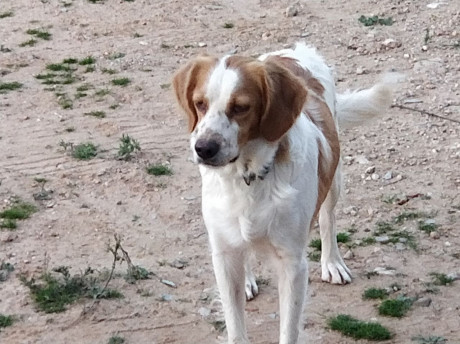 Cedo o cambio perra bretona cruce de setter con tres años, vacunas y cartilla sanitaria todo al dia, iniciada 01