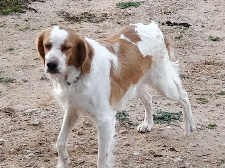 Cedo o cambio perra bretona cruce de setter con tres años, vacunas y cartilla sanitaria todo al dia, iniciada 00