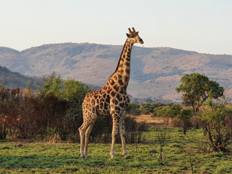 Comienzo este nuevo hilo para todos los que como yo estan bajo en "mono" de volver a Africa, 130