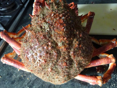 Hoy para comer acelgas hervidas y chuletón de vaca gallega vieja con seis semanas de maduración en cámara 130