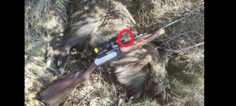 Si  andarnos por las ramas, vale o no vale este calibre para el jabali en batida, gancho (MONTERIAS, POR 140