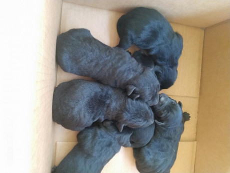 Camada de patterdale terrier , nacidos el día 1 de abril.

Buena genética , línea clock, 100% cazadores 01