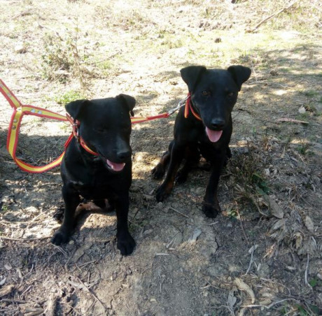 Camada de patterdale terrier , nacidos el día 1 de abril.

Buena genética , línea clock, 100% cazadores 00