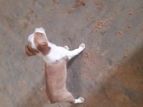 Hola cedo cachorra de casi 2 meses de podenco× breton
Cruce buscado por los buenos resultados 
Era para 02