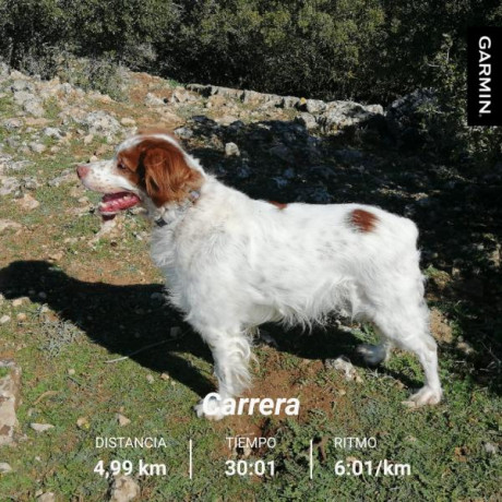 Hola cedo cachorra de casi 2 meses de podenco× breton
Cruce buscado por los buenos resultados 
Era para 10