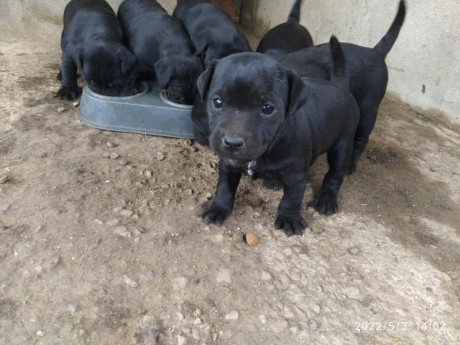 Camada PATTERDALE TERRIER, muy muy cazadores , nacidos el día 1 de abril.

Atiendo Whatsapp 626150489

Acepto 00