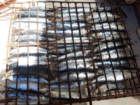 Hoy para comer acelgas hervidas y chuletón de vaca gallega vieja con seis semanas de maduración en cámara 111