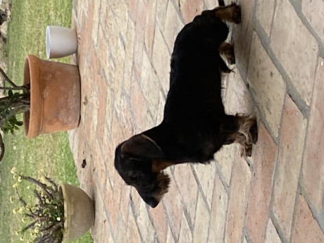 CachorroS machos Y Hembras teckel Kaninchen pelo duro . Excelente carácter y temperamento. Me interesaría 00