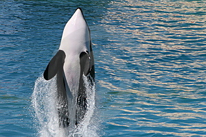  Ya que diversos foreros me han solicitado reabrir aquel viejo y exitoso hilo "Vernos las caras", 60