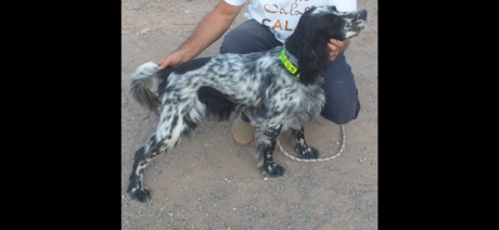 Regalo setter Inglés macho. Me lo quito porque mis otros 4 perros son hembras y es una tensión constante. 00