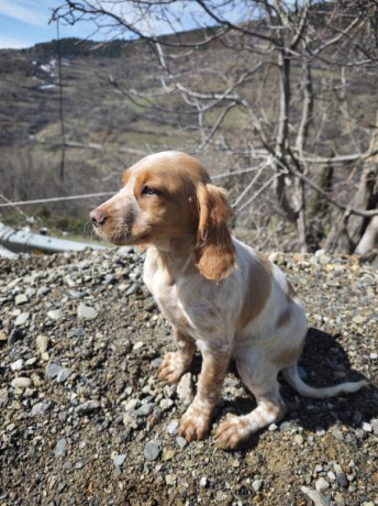 Cambio cachorros de bretón (epagneul bretón) por algo que me interese. Si fuera necesario ajustando diferencias.
Nacidos 02