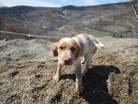 Cambio cachorros de bretón (epagneul bretón) por algo que me interese. Si fuera necesario ajustando diferencias.
Nacidos 01