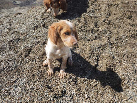 Cambio cachorros de bretón (epagneul bretón) por algo que me interese. Si fuera necesario ajustando diferencias.
Nacidos 00
