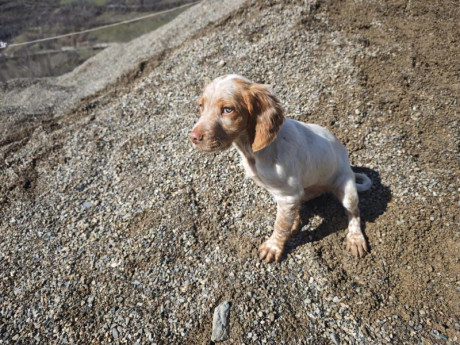 Cambio cachorros de bretón (epagneul bretón) por algo que me interese. Si fuera necesario ajustando diferencias.
Nacidos 12