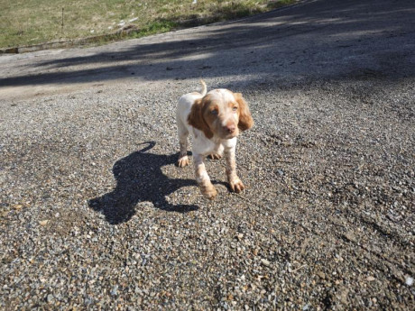 Cambio cachorros de bretón (epagneul bretón) por algo que me interese. Si fuera necesario ajustando diferencias.
Nacidos 11