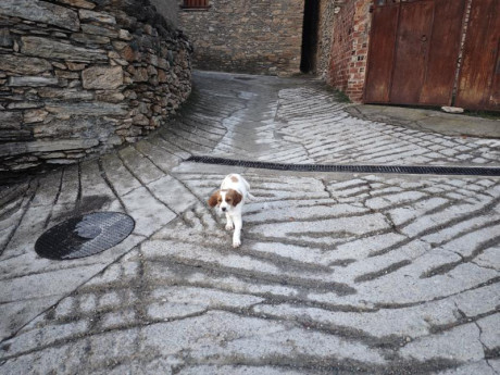 Cambio cachorros de bretón (epagneul bretón) por algo que me interese. Si fuera necesario ajustando diferencias.
Nacidos 22