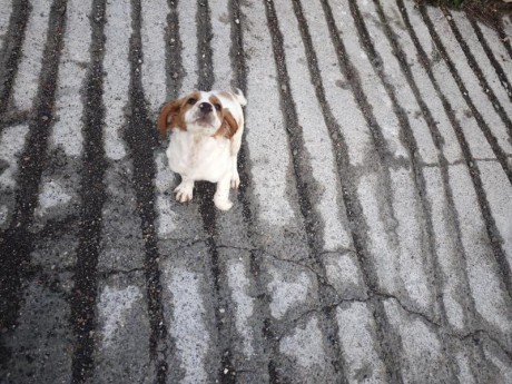 Cambio cachorros de bretón (epagneul bretón) por algo que me interese. Si fuera necesario ajustando diferencias.
Nacidos 21
