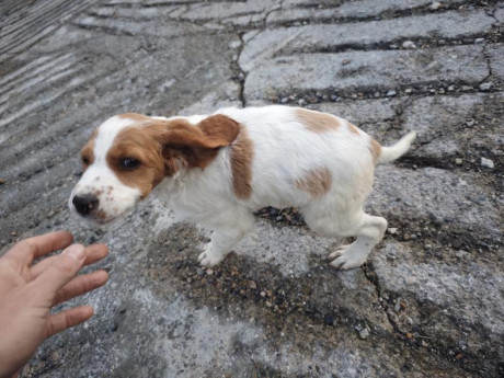 Cambio cachorros de bretón (epagneul bretón) por algo que me interese. Si fuera necesario ajustando diferencias.
Nacidos 20