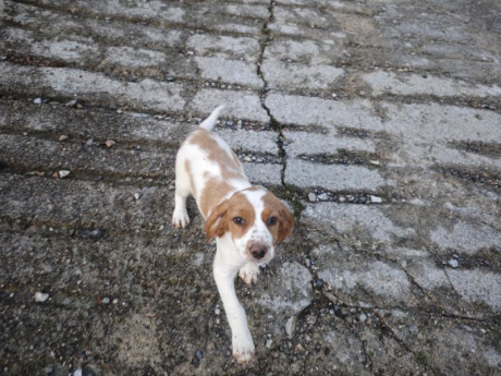 Cambio cachorros de bretón (epagneul bretón) por algo que me interese. Si fuera necesario ajustando diferencias.
Nacidos 32