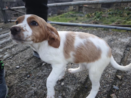 Cambio cachorros de bretón (epagneul bretón) por algo que me interese. Si fuera necesario ajustando diferencias.
Nacidos 31
