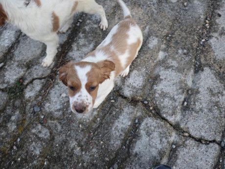 Cambio cachorros de bretón (epagneul bretón) por algo que me interese. Si fuera necesario ajustando diferencias.
Nacidos 30