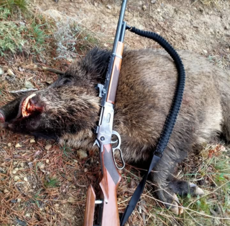 Buenos dias compañeros, tengo una duda yo cazo el jabali en mano y al salto y voy de perrero siempre, 160