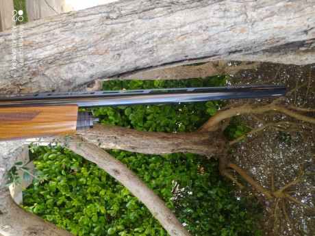  Buenas tardes

Pongo en venta una escopeta Browning modelo A5 Ultimate Partridges

Cañón de 71 cm
Calibre 32