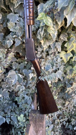 Se vende carabina Rossi modelo 62 calibre 22 LR en perfecto estado, tanto maderas como pavón. Capacidad 22