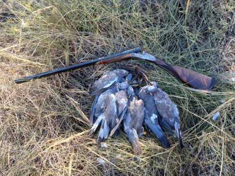 Hola a todos:
Cuál es el cartucho de gramage alto que más alcance tiene y carga pesada con perdigón 5 110