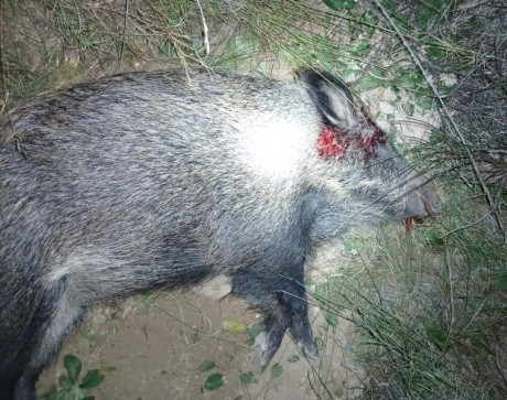 Buenos días:

Estoy dándole vueltas a pedirle a los Reyes Magos una nueva herramienta, en concreto un 40