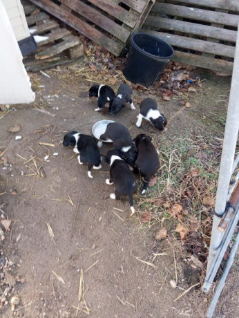 Un amigo me pide le anuncie los cachorros, los hay chocolate y negros ( tricolor) 100€. 00