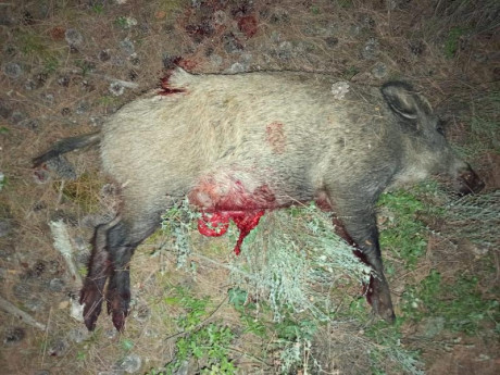 Hola a todos:
Soy recechista. En algunas comunidades hace tiempo ya están prohibiendo la munición con 40