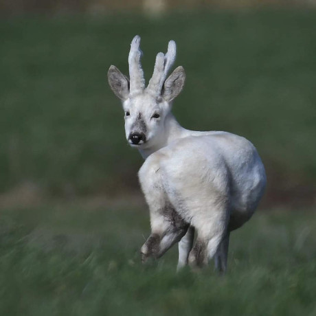  Busco Blaser K95en buen estado, a poder ser en calibre 243win ó cañon solo del 243win  00